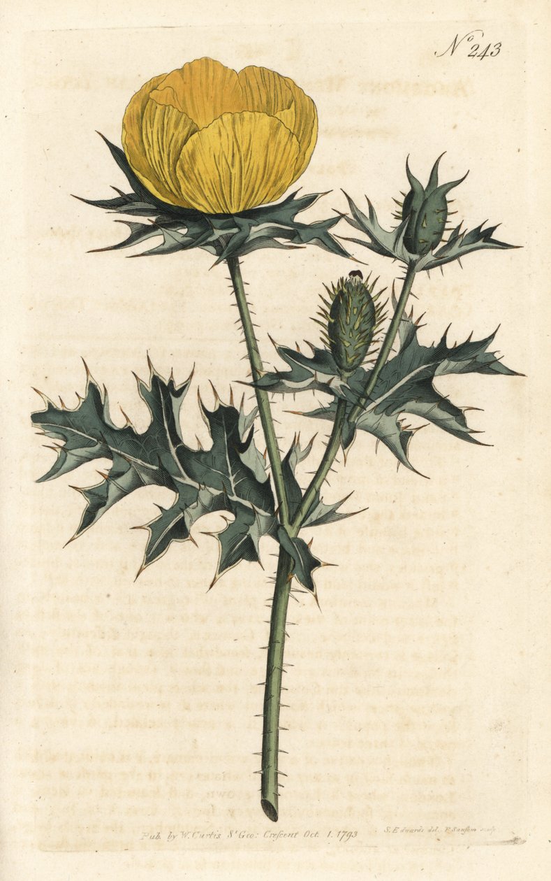 Meksikansk Argemone - Meksikansk argemone eller stikkende valmue, Argemone mexicana. Håndfarget kobberstikk av Sansom etter en illustrasjon av Sydenham Edwards fra William Curtis' Botanical Magazine, London av Sydenham Teast Edwards