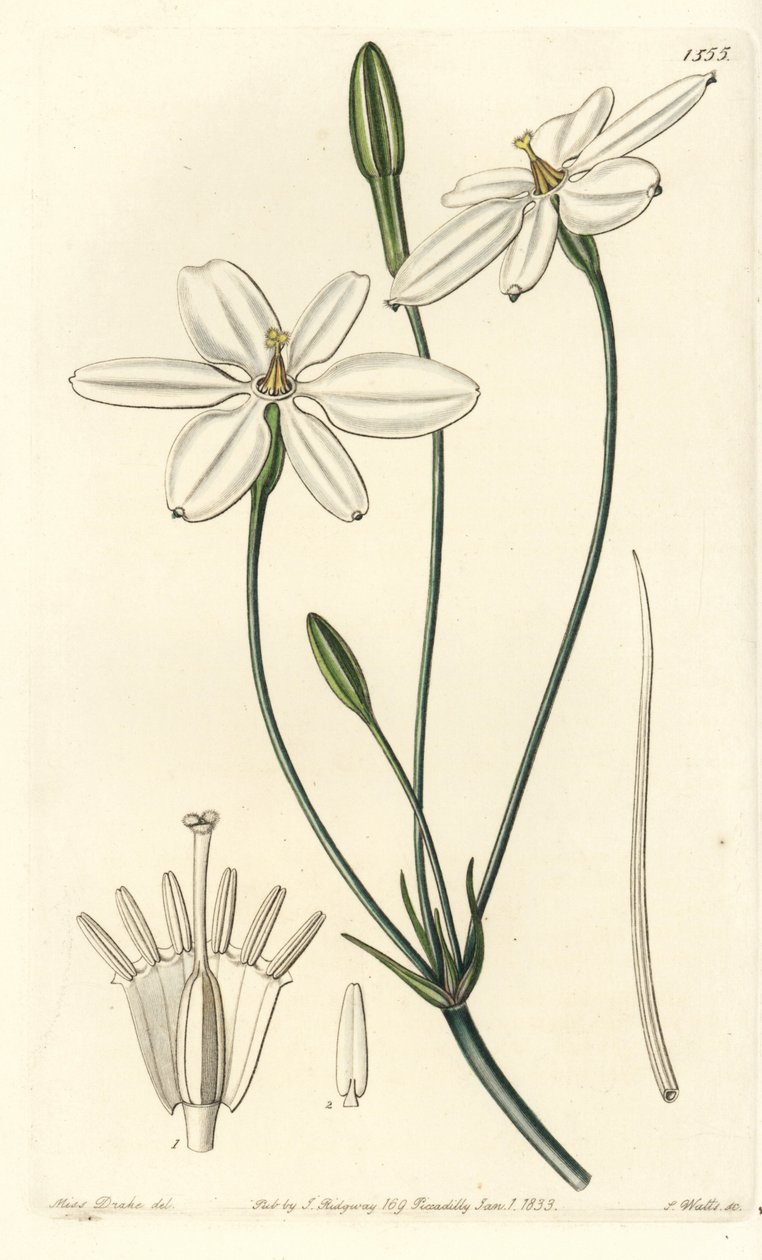 Meksikansk stjerne - Meksikansk stjerne eller snøhvit milla, Milla biflora. Håndfarget kobberstikk av S. Watts etter en illustrasjon av Miss Sarah Drake fra Sydenham Edwards