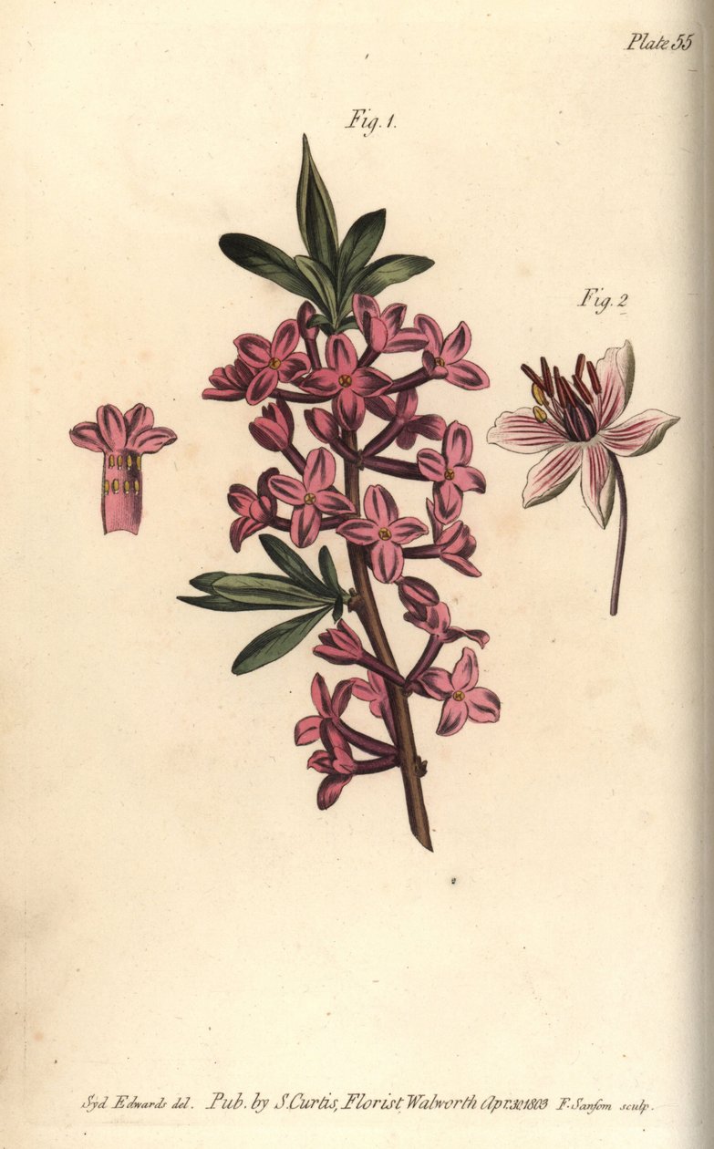 Mezereon, Daphne mezereum, Octandria av Sydenham Teast Edwards