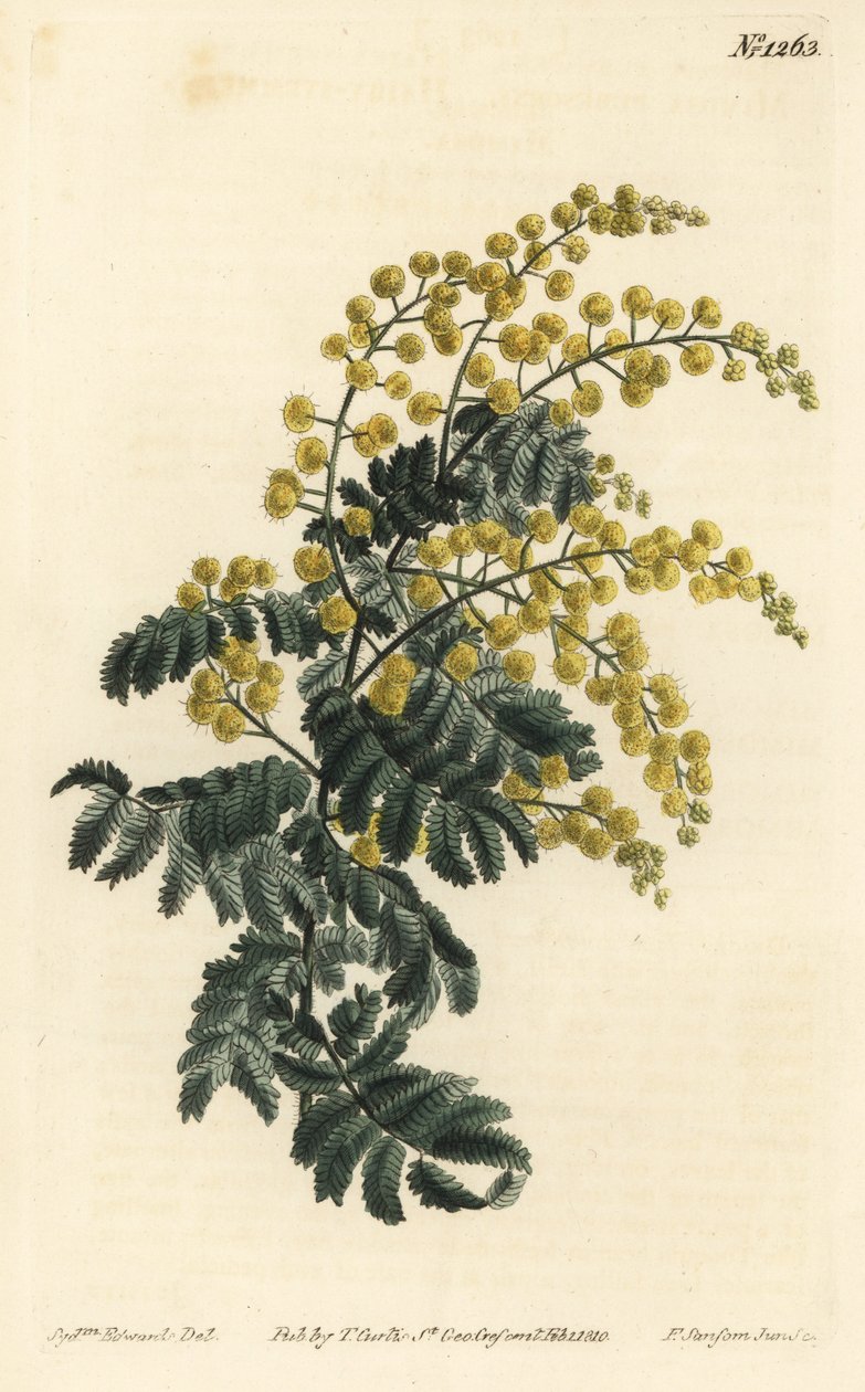 Mimosa - Dunete, Acacia pubescens, sårbar (Hårstammet mimosa, Mimosa pubescens). Håndfarget kobberstikkgravering av F. Sansom Jr. etter en illustrasjon av Sydenham Edwards fra William Curtis 
