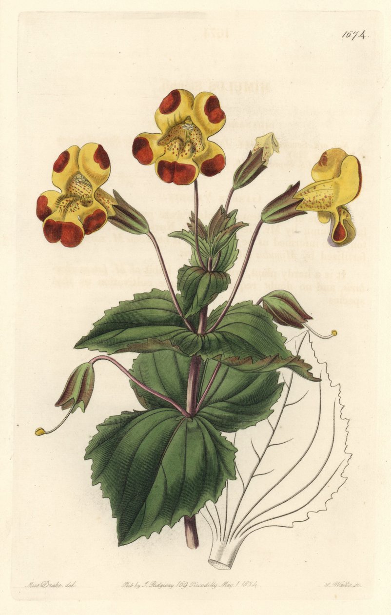 Mimule, med kallenavnet Monkey Flower eller Musk Flower, Hybrid Variety - S. Watts Strong Water fra en illustrasjon av Sarah Anne Drake (1803-1857), fra Botanical Register av Sydenham Teast Edwards