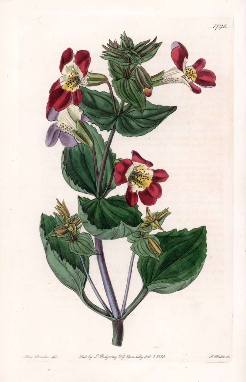Mimule variant, kalt apeblomst eller moskusblomst - Gravert tavle av S.Watts, fra en illustrasjon av Sarah Anne Drake (1803-1857), fra Botanical Register of Sydenham Edwards (1768-1819), England av Sydenham Teast Edwards