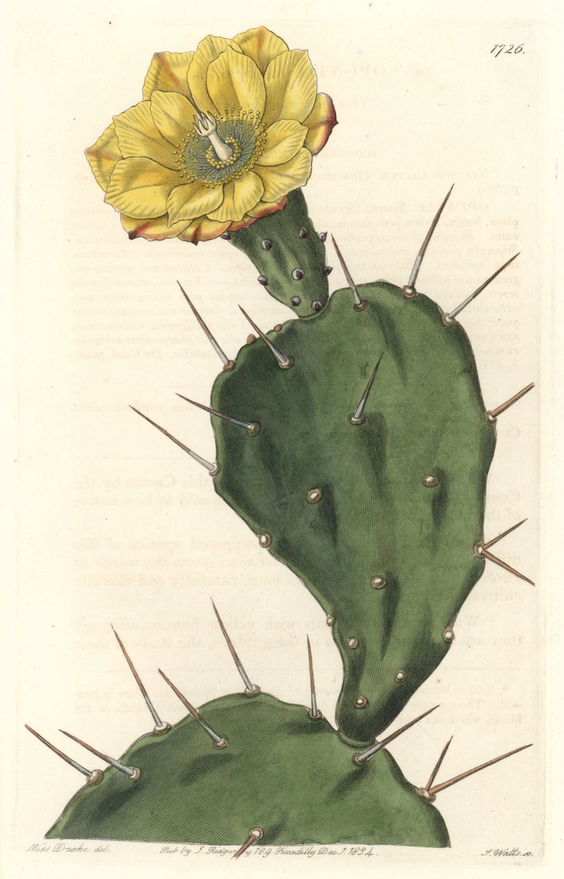 Monacanth Pactus, blomstrende kaktus, hjemmehørende i Sør-Amerika - Strong water av S. Watts fra en illustrasjon av Sarah Anne Drake (1803-1857), fra Botanical Register av Sydenham Teast Edwards