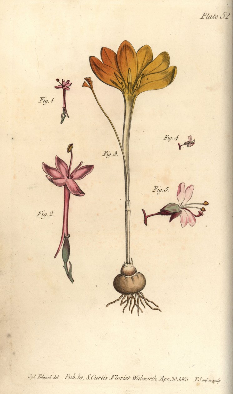 Monandria 1,2, klede av gull, Crocus angustifolius (Triandria) 3, og enchanter's nightshade, Circaea alpina (Diandria) 4,5. Håndfarget kobberstikk av en botanisk illustrasjon av Sydenham Edwards for William Curtis' forelesninger om botanikk, som le av Sydenham Teast Edwards