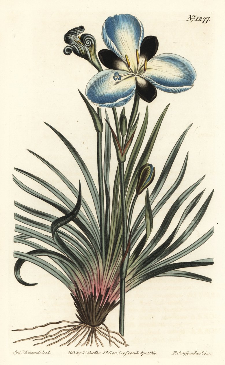 Sørgeblomstret aristea, Aristea lugens (Aristea melaleuca). Håndfarget kobberstikk av F. Sansom Jr. etter en illustrasjon av Sydenham Edwards fra William Curtis' Botanical Magazine, T. Curtis, London av Sydenham Teast Edwards
