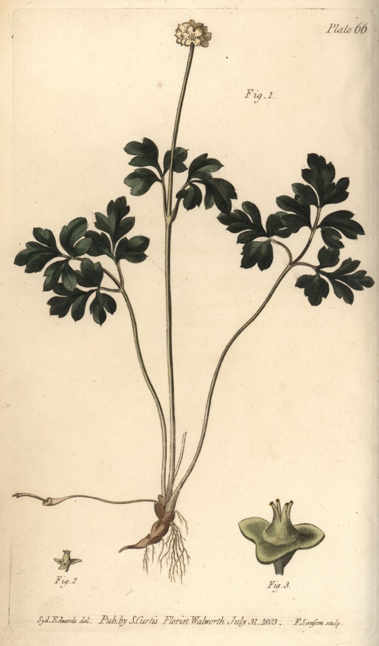 Moskusrot, Adoxa moschatellina, Tetragynia, blomst 1 og pistilla 2,3. Håndfarget kobberstikk av F. Sansom av en botanisk illustrasjon av Sydenham Edwards for William Curtis' Lectures on Botany, som ble levert i Botanic Garden at Lambeth av Sydenham Teast Edwards