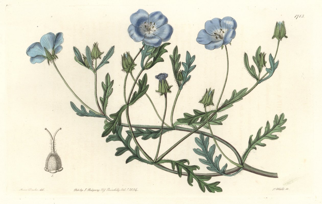 Namophile maculee, opprinnelig fra California - Water forte av S. Watts fra en illustrasjon av Sarah Anne Drake (1803-1857), fra Botanical Register av Sydenham Teast Edwards