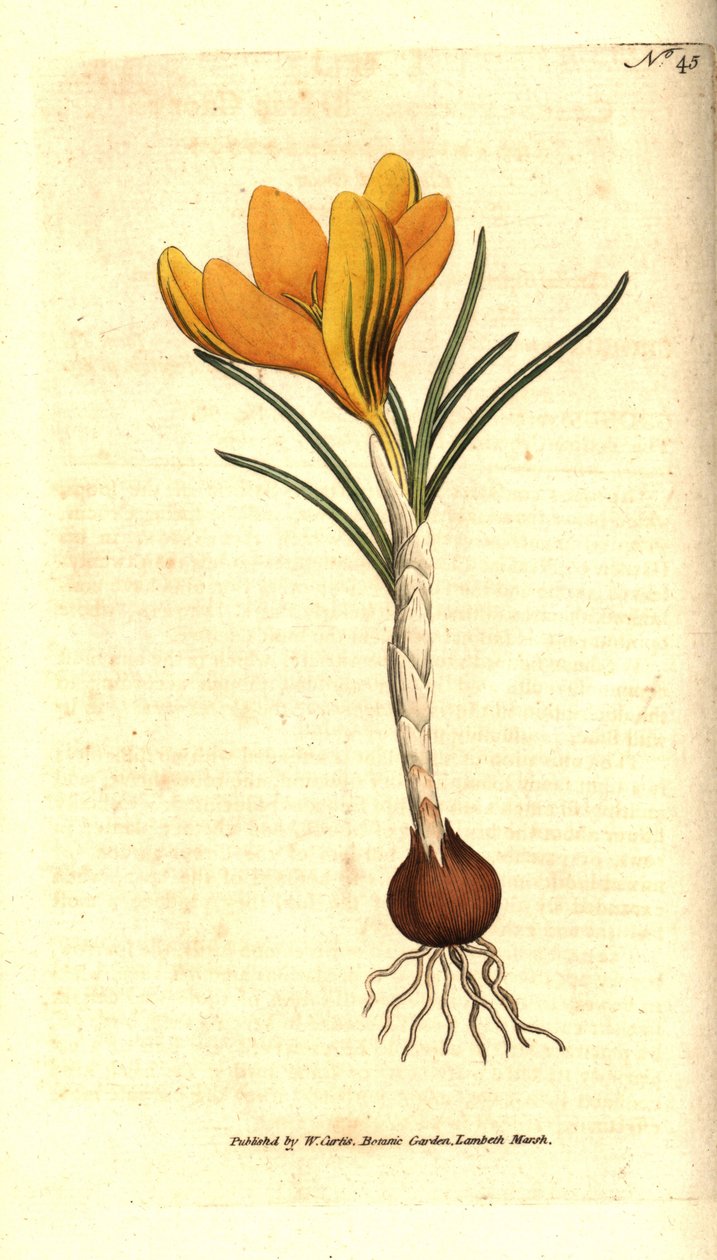 Napoli krokus eller vårkrokus, vårkrokus - vårkrokus, krokus vernus. Håndfarget kobberstikk etter en botanisk illustrasjon av Sydenham Edwards fra William Curtis' The Botanical Magazine, Lambeth Marsh, London av Sydenham Teast Edwards