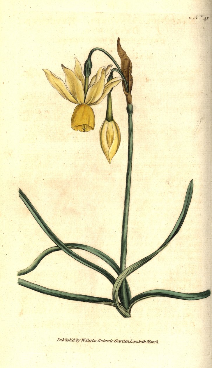 Narcissus - Refleksert påskelilje, Narcissus triandrus. Håndfarget kobberstikk etter en botanisk illustrasjon av James Sowerby fra William Curtis' The Botanical Magazine, Lambeth Marsh, London av Sydenham Teast Edwards