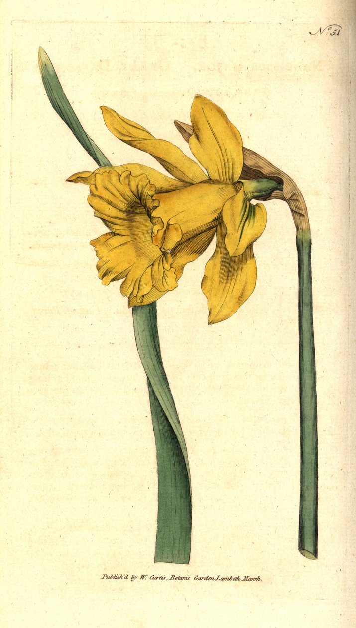Narcissus - Spansk påskelilje, Narcissus hispanicus (Stor påskelilje, Narcissus major). Håndfarget kobberstikk etter en botanisk illustrasjon fra William Curtis