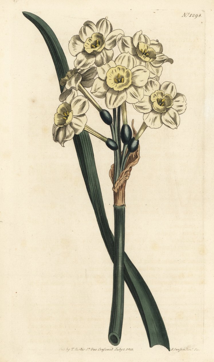 Narcissus en bukett - Buntblomstret påskelilje, Narcissus tazetta (Blek-cupped white garden narcissus; Narcissus orientalis) - Håndfarget kobberstikk av F. Sansom Jr. etter en illustrasjon av Sydenham Edwards fra William Curtis' Botanical Magaz av Sydenham Teast Edwards