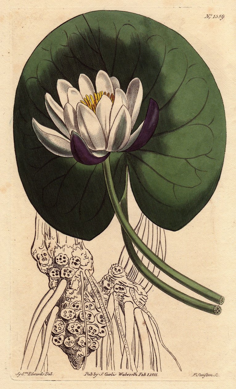 Nenuphar har en stor hvit blomst foran hele det runde bladet. Koppblomstret vannlilje med stor hvit blomst foran rund liljepute. Nymphaea nitida. Håndfarget kobberstikk fra en botanisk illustrasjon av Sydenham Edwards fra William av Sydenham Teast Edwards