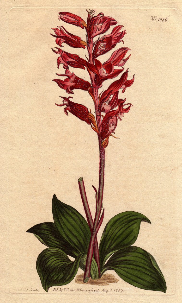 Neottie-orkide med frostblomst, rosa og karmosinrød farge, hjemmehørende i Jamaica. Frostet blomstret neottia, med karmosinrøde og rosa blomster, innfødt fra Jamaica. Stenorhynchus squamulosus (Neottia orchioides) Håndfarget kobberstikk fra en botanisk il av Sydenham Teast Edwards