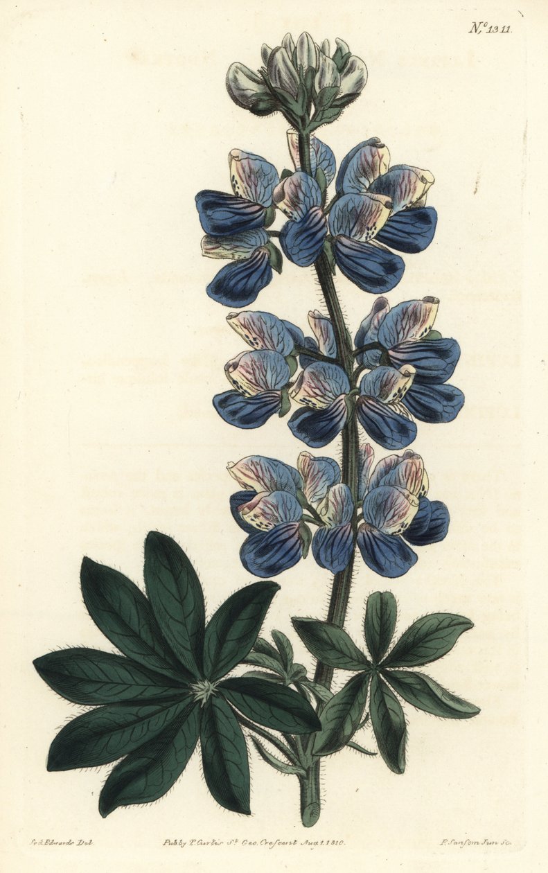 Nootka Lupin - Nootka-Lyd lupin, Lupinus nootkatensis. Håndfarget kobberstikkgravering av F. Sansom Jr. etter en illustrasjon av Sydenham Edwards fra William Curtis 