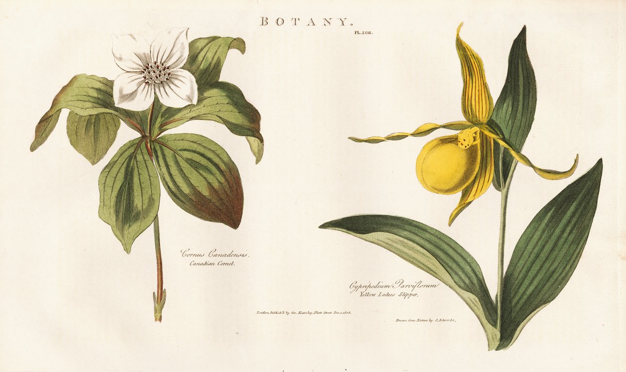 Nordamerikanske villblomster: Kanadisk bunchberry og gul marihøne av Sydenham Teast Edwards
