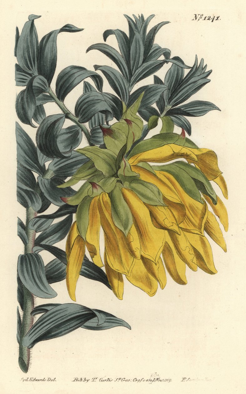 Oransje nikkende hode eller fjelldahlia, Liparia splendens (Ruscus-leaved liparia, Liparia sphaerica). Håndfarget kobberstikk av F. Sansom Jr. etter en illustrasjon av Sydenham Edwards fra William Curtis' Botanical Magazine, T. Curtis, London av Sydenham Teast Edwards