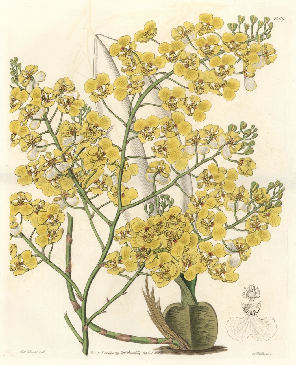 Orkidé (Oncidium ampliatum), med gule blomster, hjemmehørende i New Zealand - Water forte av S. Watts fra en illustrasjon av Sarah Anne Drake (1803-1857), fra Botanical Register av Sydenham Teast Edwards