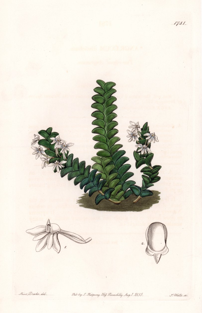 Orkidé: Angraecum-variant, hjemmehørende i Ekvatorial-Afrika - Plate gravert av S.Watts, fra en illustrasjon av Sarah Anne Drake (1803-1857), fra Botanical Register of Sydenham Edwards (1768-1819), England av Sydenham Teast Edwards