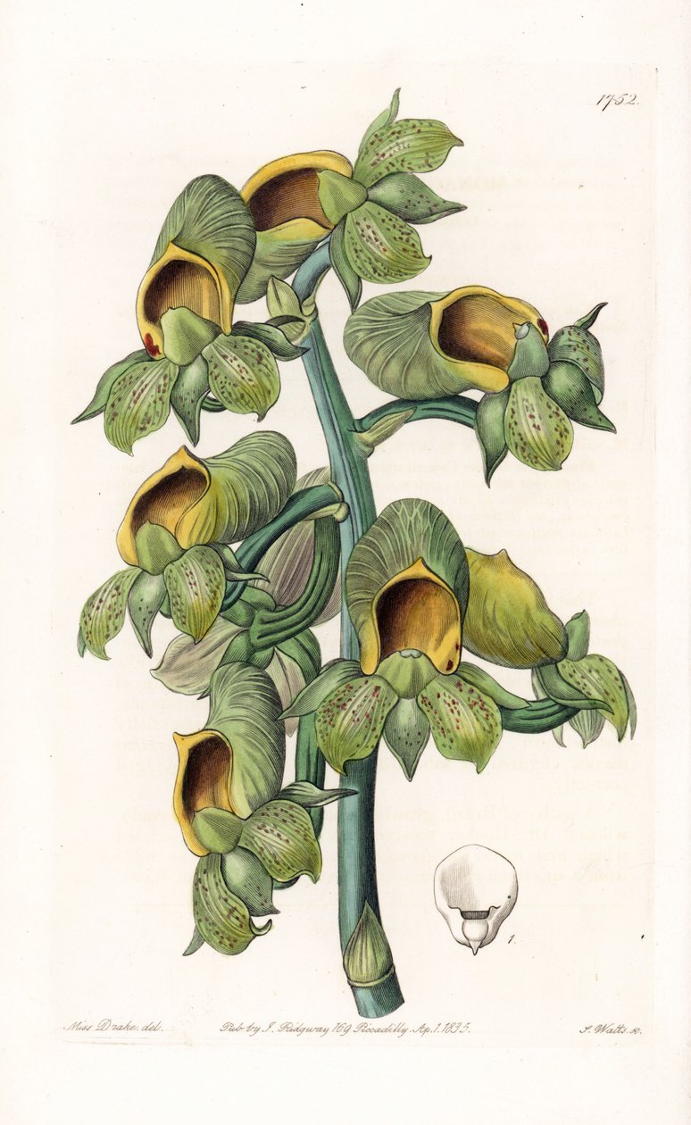 Orkide: Casatetum-variant, hjemmehørende i Brasil - Plate gravert av S.Watts, fra en illustrasjon av Sarah Anne Drake (1803-1857), fra Botanical Register of Sydenham Edwards (1768-1819), England av Sydenham Teast Edwards