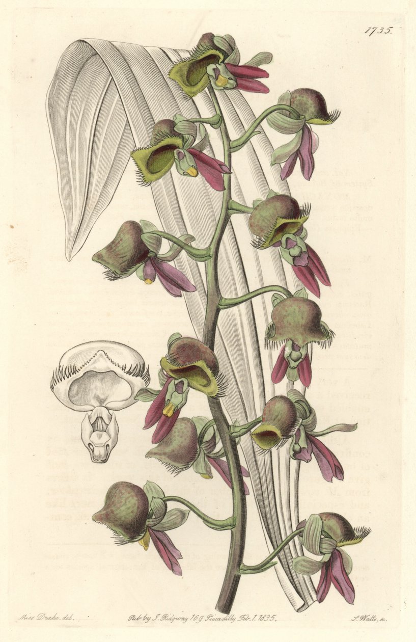 Orchid Catasetum, tofargede blomster, hjemmehørende i Guyana - Water forte av S. Watts fra en illustrasjon av Sarah Anne Drake (1803-1857), fra det botaniske registeret av Sydenham Teast Edwards