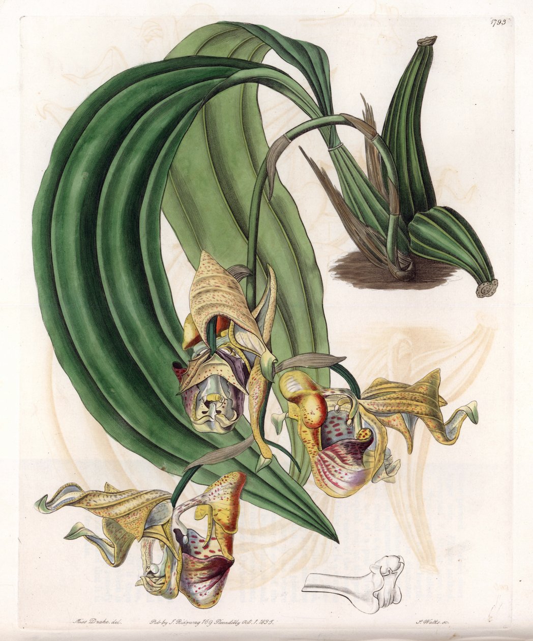 Orchid: Coryanthes-variant med flekkete blomster - Plate gravert av S.Watts, fra en illustrasjon av Sarah Anne Drake (1803-1857), fra Botanical Register of Sydenham Edwards (1768-1819), England av Sydenham Teast Edwards