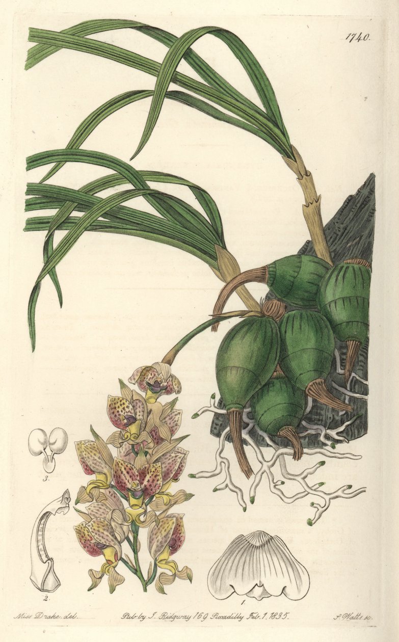 Orchid Grobya, med gule og lilla blomster, hjemmehørende i Brasil - Water forte av S. Watts fra en illustrasjon av Sarah Anne Drake (1803-1857), fra Botanical Register av Sydenham Teast Edwards
