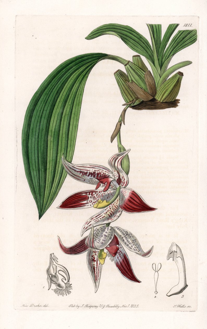Orkidé: Paphinia cristata, hjemmehørende i Amazonia - Plate gravert av S.Watts, fra en illustrasjon av Sarah Anne Drake (1803-1857), fra Botanical Register of Sydenham Edwards (1768-1819), England av Sydenham Teast Edwards