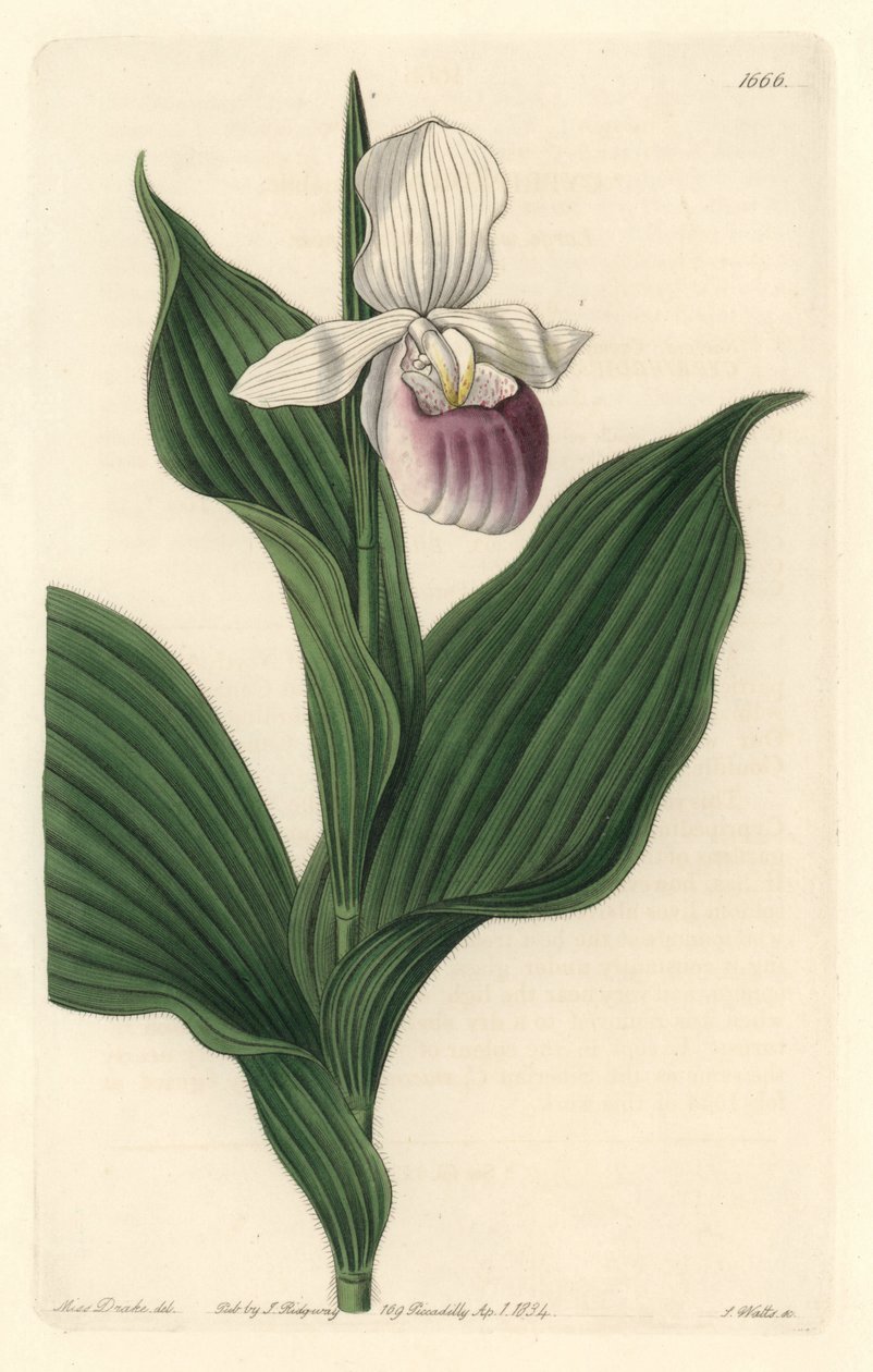 Orchid, Royal Cypripede - Water forte av S. Watts fra en illustrasjon av Sarah Anne Drake (1803-1857), fra Botanical Register av Sydenham Teast Edwards