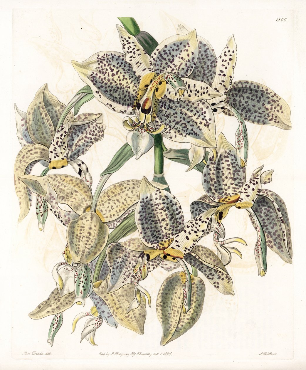 Orkidé: Stanhopea-variant, neotropisk - Plate gravert av S.Watts, fra en illustrasjon av Sarah Anne Drake (1803-1857), fra Botanical Register of Sydenham Edwards (1768-1819), England av Sydenham Teast Edwards