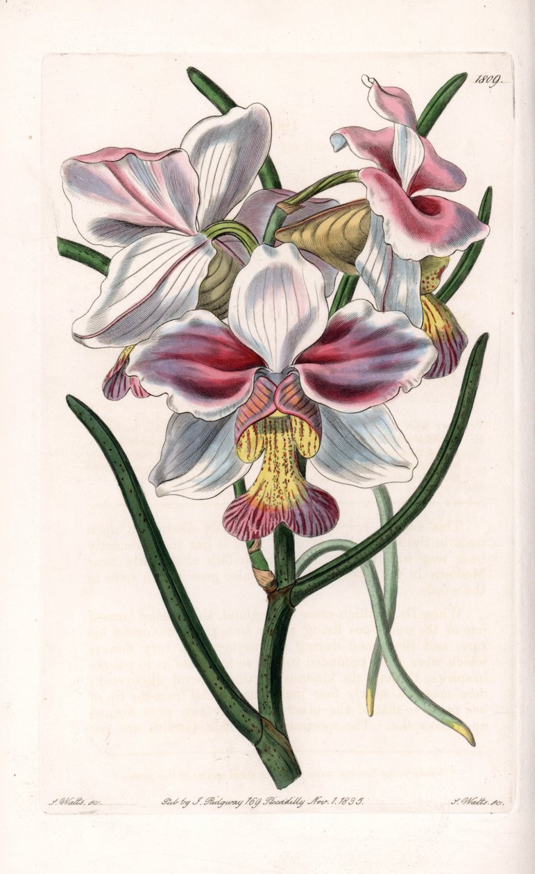 Orkide: Vanda-variant, epifytiske arter i Asia - Plate gravert av S.Watts, fra en illustrasjon av Sarah Anne Drake (1803-1857), fra Botanical Register of Sydenham Edwards (1768-1819), England av Sydenham Teast Edwards