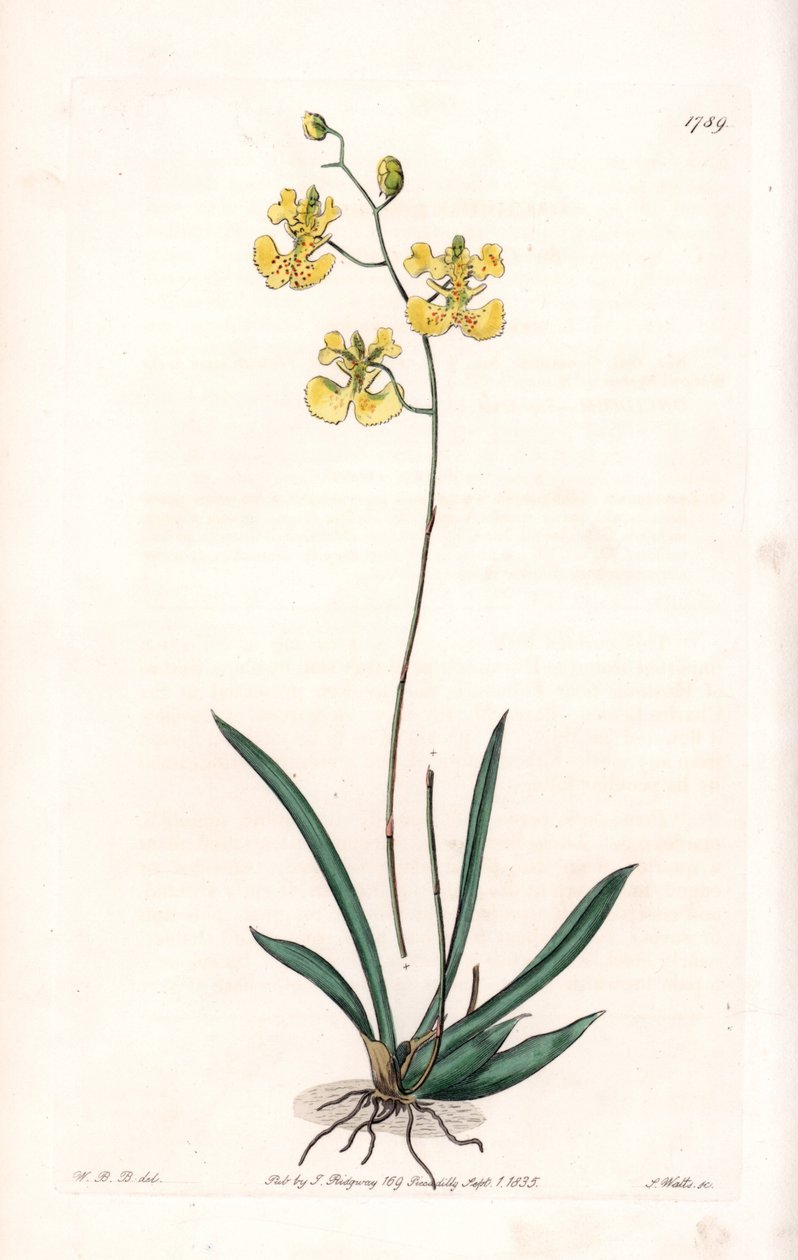 Orchid: Variete Tolumnia guianensis, endemisk til Haiti og Santo Domingo - Plate gravert av S.Watts, fra en illustrasjon av Sarah Anne Drake (1803-1857), fra Botanical Register of Sydenham Edwards (1768-1819), England av Sydenham Teast Edwards