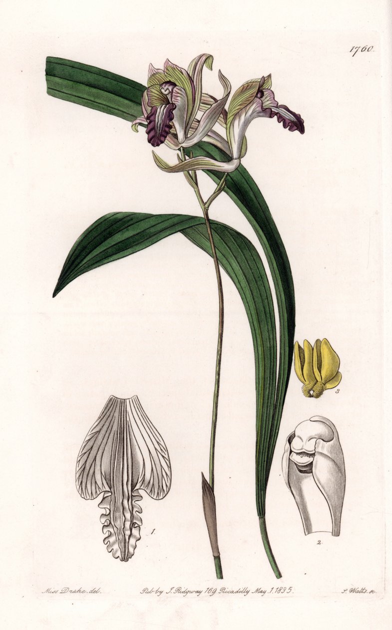 Orchid: Variety of Bletia of America - Plate gravert av S.Watts, fra en illustrasjon av Sarah Anne Drake (1803-1857), fra Botanical Register of Sydenham Edwards (1768-1819), England av Sydenham Teast Edwards
