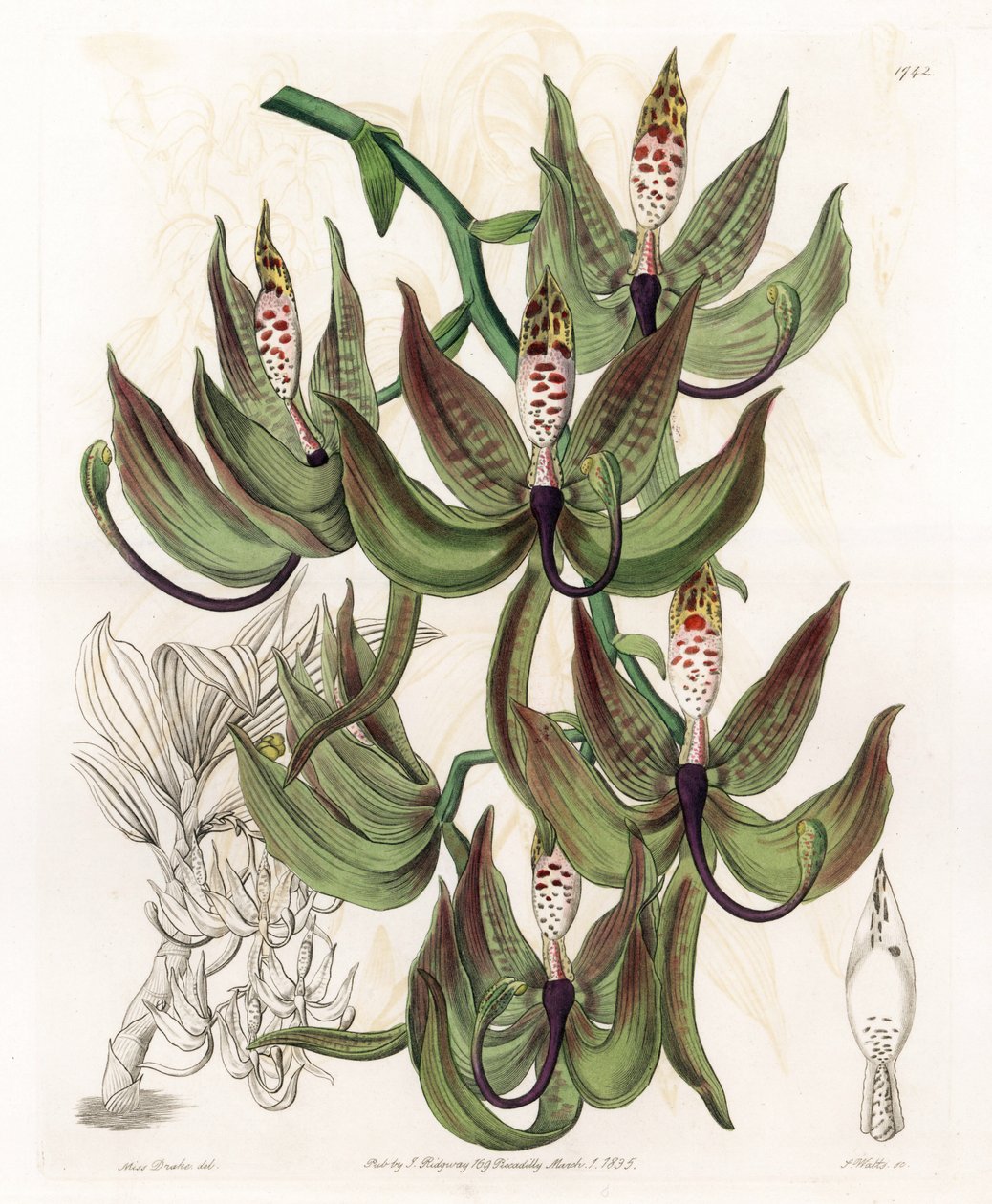Orchid: Variety of Cycnoche - Gravert tavle av S.Watts, fra en illustrasjon av Sarah Anne Drake (1803-1857), fra Botanical Register of Sydenham Edwards (1768-1819), England av Sydenham Teast Edwards