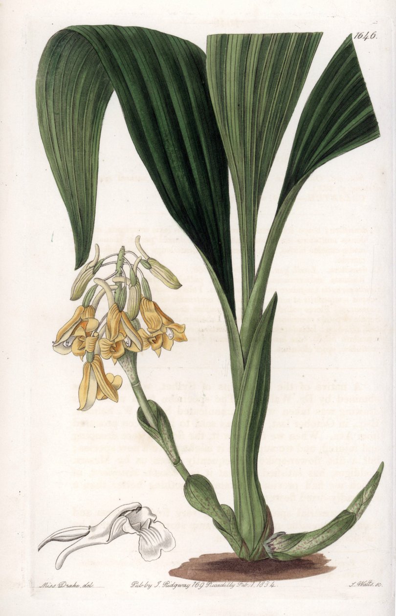 Orkidé: kalantvariant, med gule blomster - Plate gravert av S.Watts, fra en illustrasjon av Sarah Anne Drake (1803-1857), fra Botanical Register of Sydenham Edwards (1768-1819), England av Sydenham Teast Edwards