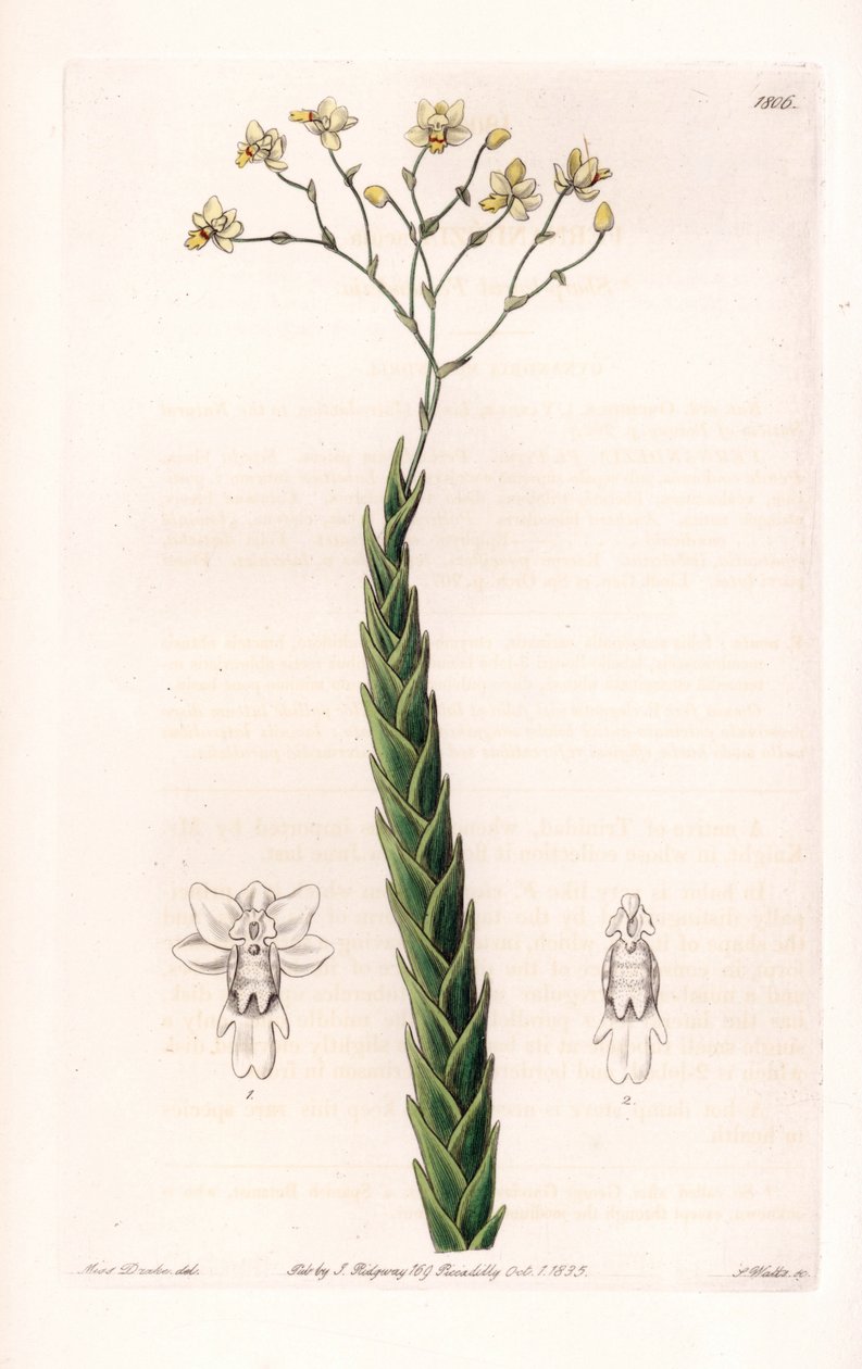 Orchid: eksotisk variant av Lockhartia - Plate gravert av S.Watts, fra en illustrasjon av Sarah Anne Drake (1803-1857), fra Botanical Register of Sydenham Edwards (1768-1819), England av Sydenham Teast Edwards
