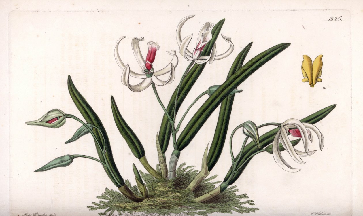 Orchid: miniatyr variasjon av leptotes - Plate gravert av S.Watts, fra en illustrasjon av Sarah Anne Drake (1803-1857), fra Botanical Register of Sydenham Edwards (1768-1819), England av Sydenham Teast Edwards
