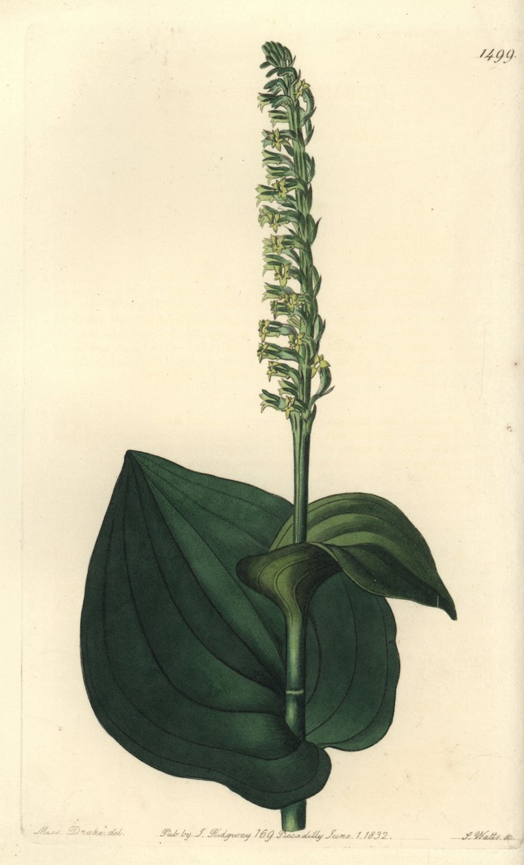 Orchid variete - Gennaria diphylla (Hjertebladet herminium, Herminium cordatum). Håndfarget kobberstikk av S. Watts etter en illustrasjon av Miss Sarah Drake fra Sydenham Edwards