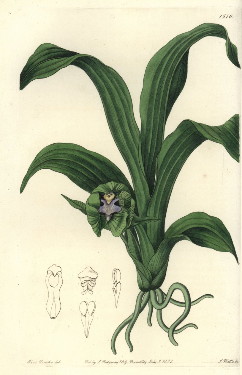 Orkidé variete - Pabstia viridis orkidé (Grønn maxillaria, Maxillaria viridis). Håndfarget kobberstikk av S. Watts etter en illustrasjon av Miss Sarah Drake fra Sydenham Edwards' Botanical Register, Ridgeway, London av Sydenham Teast Edwards