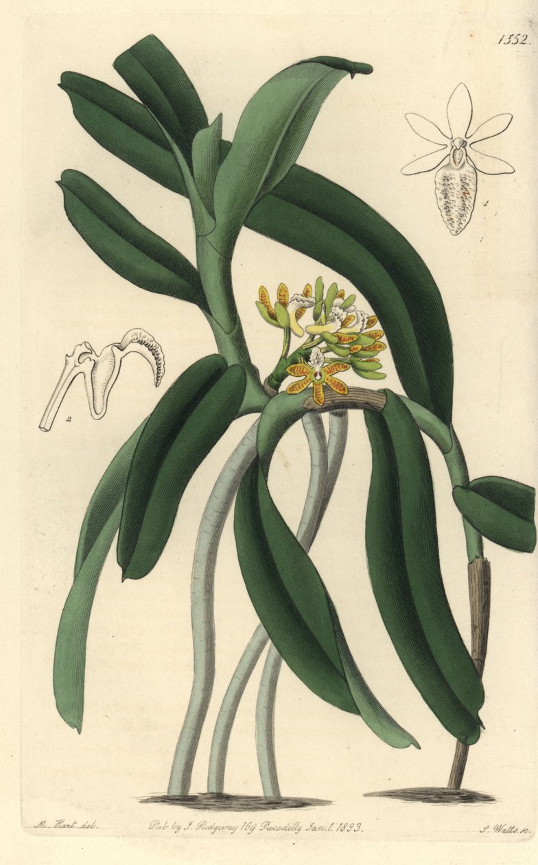 Orchid variete Saccolabium - Acampe praemorsa orkidé (Pimpled saccolabium, Saccolabium papilosum). Håndfarget kobberstikk av S. Watts etter en illustrasjon av M. Hart fra Sydenham Edwards' Botanical Register, Ridgeway, London av Sydenham Teast Edwards