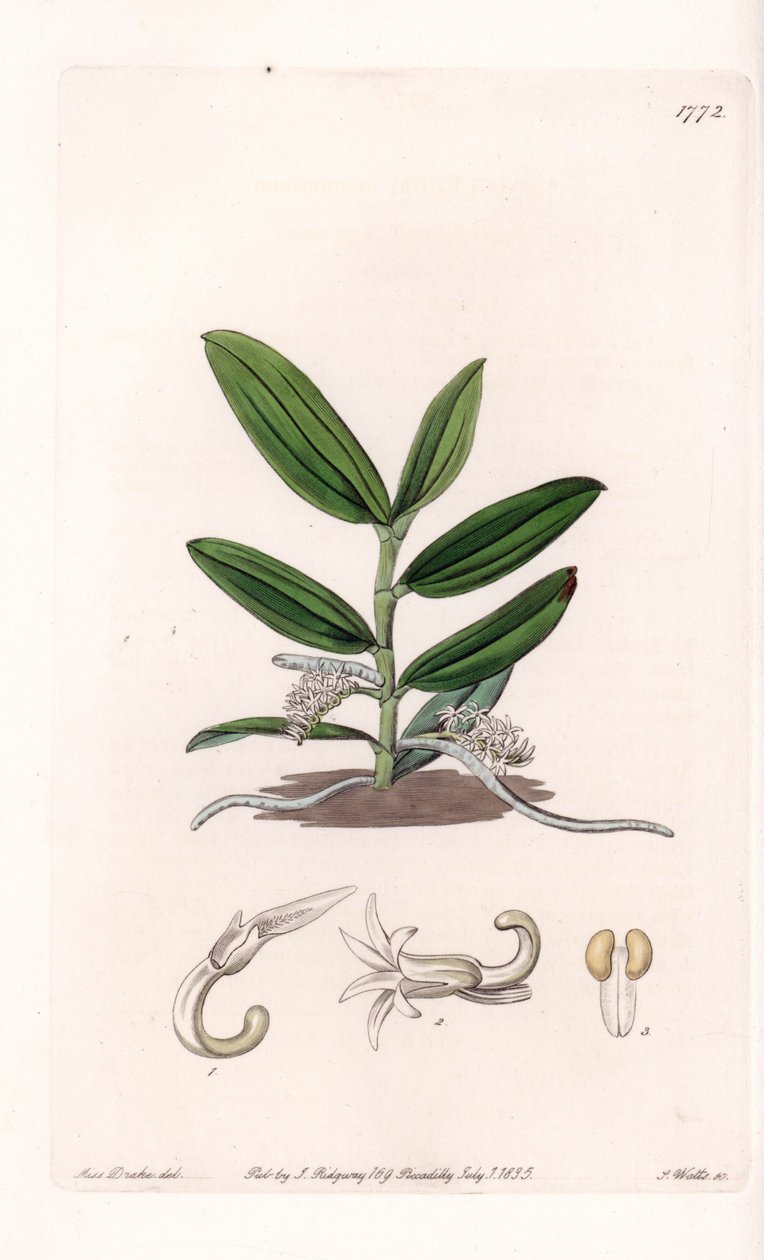 Orchid: variete de camphylocentrum - Plate gravert av S.Watts, fra en illustrasjon av Sarah Anne Drake (1803-1857), fra Botanical Register of Sydenham Edwards (1768-1819), England av Sydenham Teast Edwards