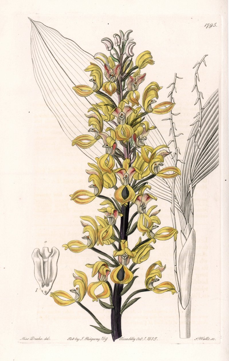 Orchid: variete of govenia - Plate gravert av S.Watts, fra en illustrasjon av Sarah Anne Drake (1803-1857), fra Botanical Register of Sydenham Edwards (1768-1819), England av Sydenham Teast Edwards