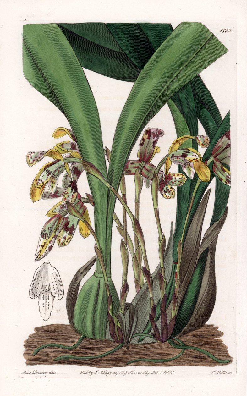 Orkidé: variant av maxillaria, hjemmehørende i Sør-Amerika - Plate gravert av S.Watts, basert på en illustrasjon av Sarah Anne Drake (1803-1857), fra Botanical Register of Sydenham Edwards (1768-1819), England av Sydenham Teast Edwards