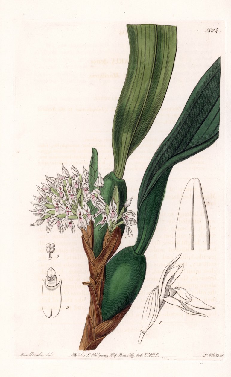 Orkidé: variant av maxillaria, hjemmehørende i Sør-Amerika - Plate gravert av S.Watts, fra en illustrasjon av Sarah Anne Drake (1803-1857), fra Botanical Register of Sydenham Edwards (1768-1819), England av Sydenham Teast Edwards