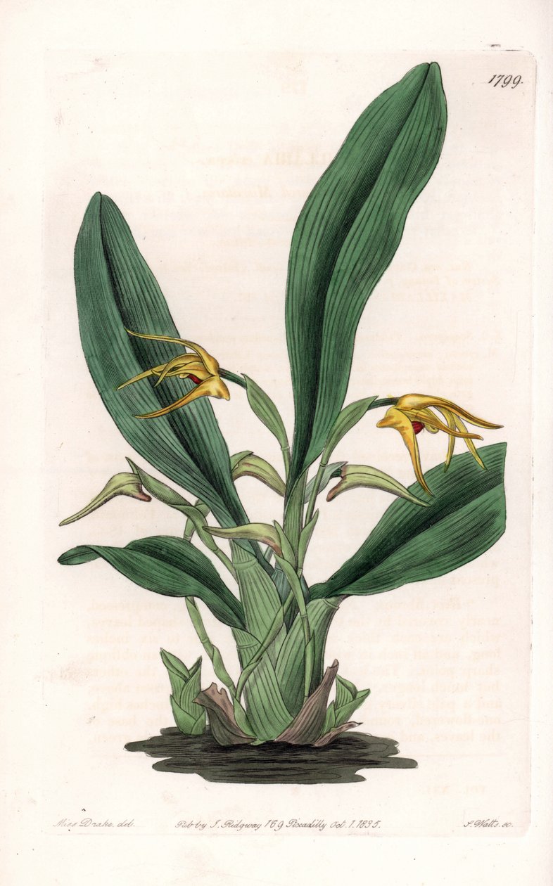 Orkidé: variant av maxillaria, hjemmehørende i tropisk Amerika - Plate gravert av S.Watts, fra en illustrasjon av Sarah Anne Drake (1803-1857), fra Botanical Register of Sydenham Edwards (1768-1819), England av Sydenham Teast Edwards