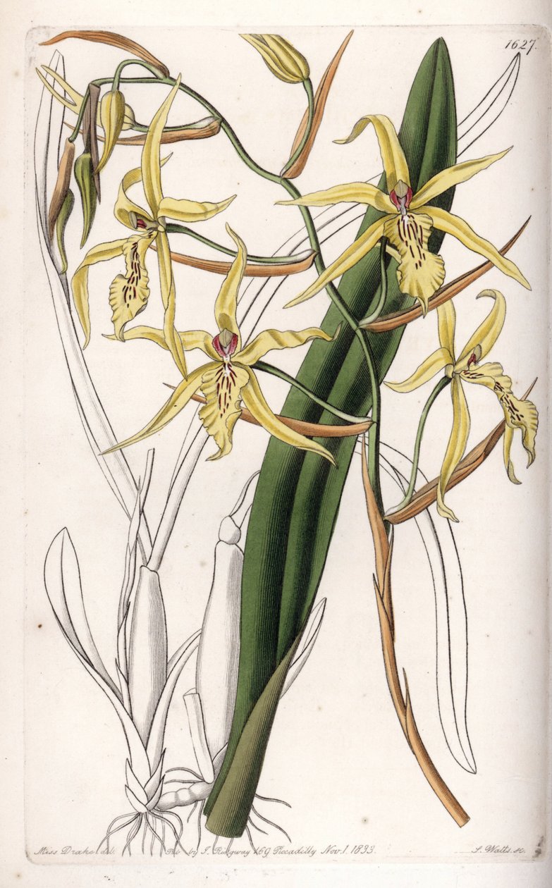 Orchid: variant av miltonia eller milt - Plate gravert av S.Watts, fra en illustrasjon av Sarah Anne Drake (1803-1857), fra Botanical Register of Sydenham Edwards (1768-1819), England av Sydenham Teast Edwards