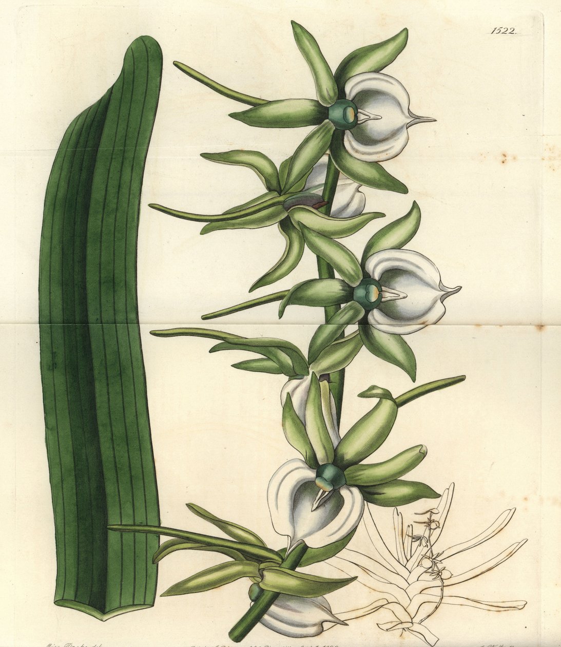 Orkidé variant av øyene i Det indiske hav - Elfenben angraecum orkidé, Angraecum eburneum. Håndfarget kobberstikk av S. Watts etter en illustrasjon av Miss Sarah Drake fra Sydenham Edwards' Botanical Register, Ridgeway, London av Sydenham Teast Edwards