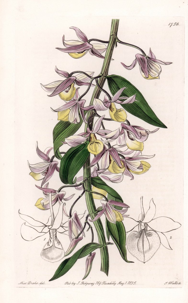 Orkidé: variant av Dendrobium, hjemmehørende i Asia - Plate gravert av S. Watts, fra en illustrasjon av Sarah Anne Drake (1803-1857), fra Botanical Register of Sydenham Edwards (1768-1819), England av Sydenham Teast Edwards