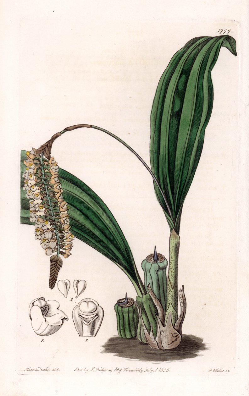 Orchid: variasjon av Pholidota, hjemmehørende i Asia - Plate gravert av S.Watts, fra en illustrasjon av Sarah Anne Drake (1803-1857), fra Botanical Register of Sydenham Edwards (1768-1819), England av Sydenham Teast Edwards