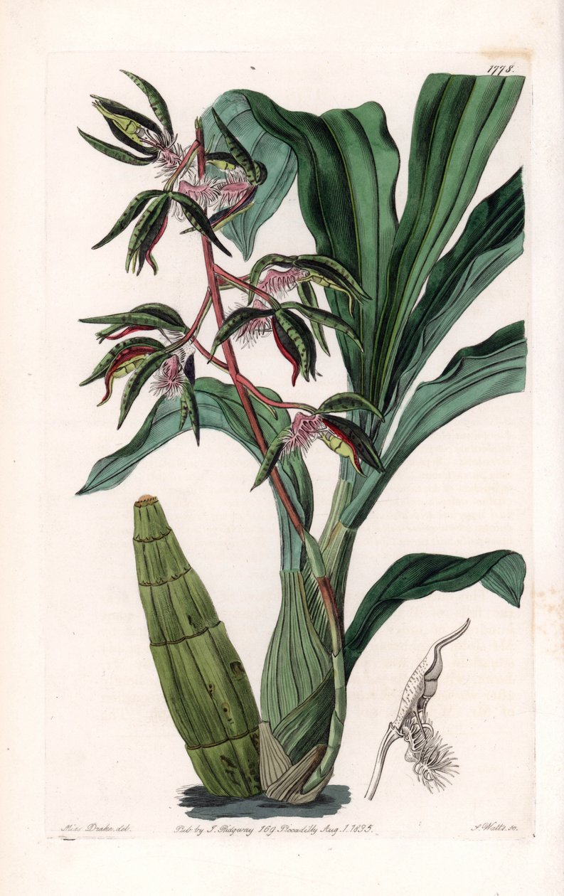 Orchid: variasjon av catasetum, kalt bearded - Plate gravert av S.Watts, fra en illustrasjon av Sarah Anne Drake (1803-1857), fra Botanical Register of Sydenham Edwards (1768-1819), England av Sydenham Teast Edwards