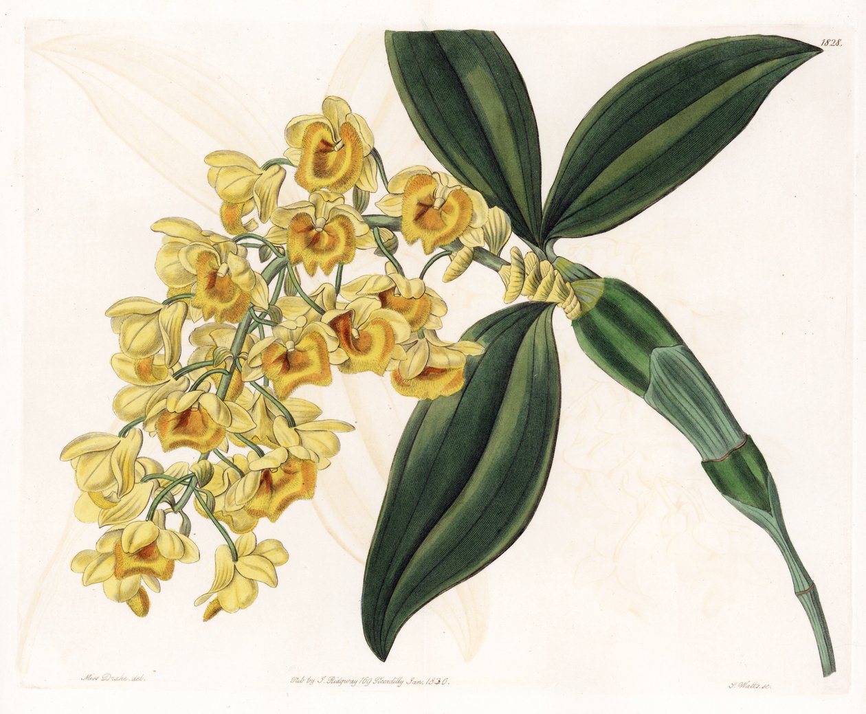 Orchid: variasjon av dendrobium - Plate gravert av S.Watts, fra en illustrasjon av Sarah Anne Drake (1803-1857), fra Botanical Register of Sydenham Edwards (1768-1819), England av Sydenham Teast Edwards